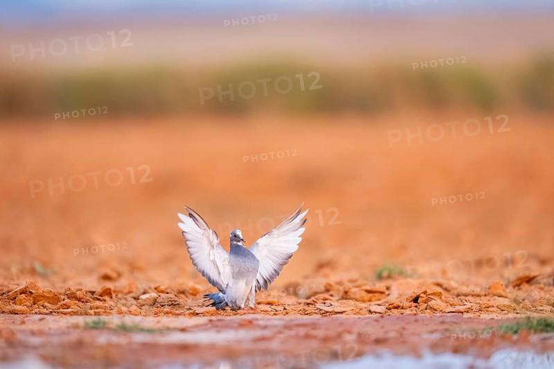 Rock dove (Columba livia) flying on a farmers field, Belchite, Aragon, Saragossa, Spain