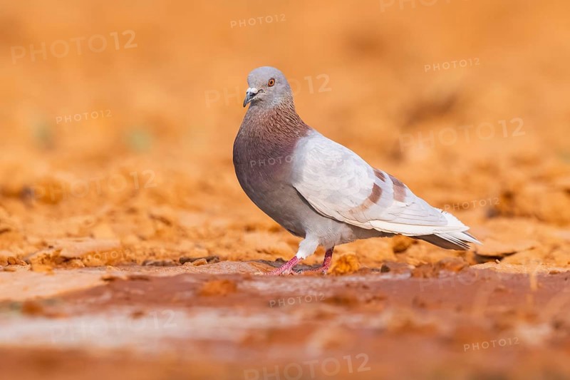 Rock dove (Columba livia) on a farmers field, Belchite, Aragon, Saragossa, Spain
