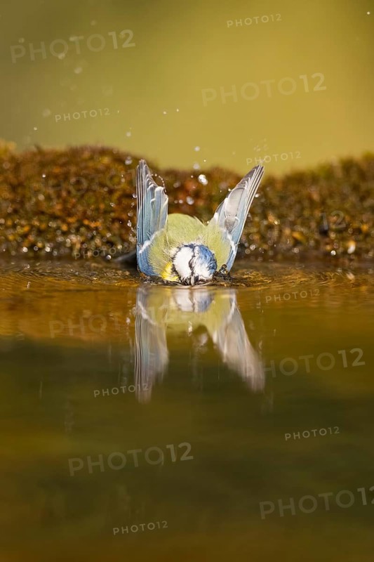 Blue tit (Cyanistes caeruleus) bathing in a water pool, Pinos, Solsona, Catalonia, Spain