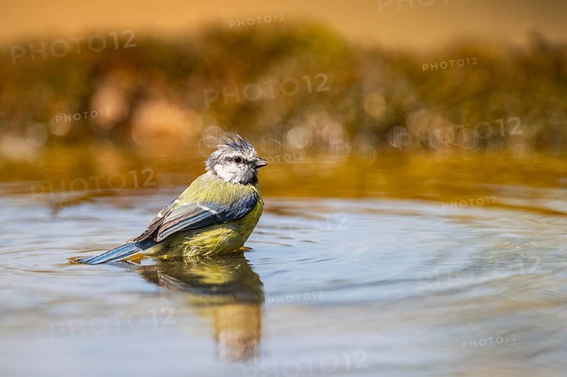 Blue tit (Cyanistes caeruleus) at a water pool, Pinos, Solsona, Catalonia, Spain