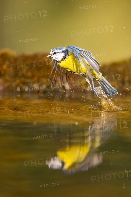 Blue tit (Cyanistes caeruleus) flying at a water pool, Pinos, Solsona, Catalonia, Spain