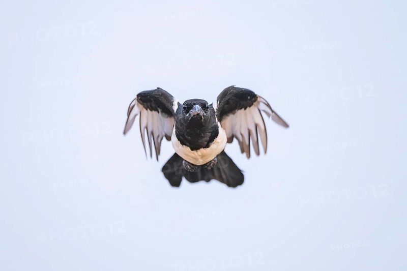 European magpie (Pica pica) flying over a field, Belchite, Aragon, Saragossa, Spain