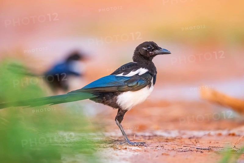 European magpie (Pica pica) on a farmers field, Belchite, Aragon, Saragossa, Spain