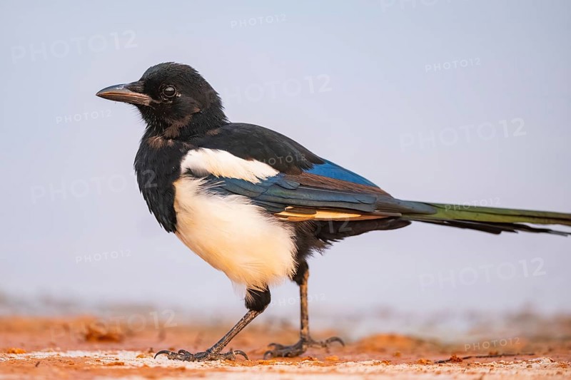 European magpie (Pica pica) on a farmers field at a drinking pool, Belchite, Aragon, Saragossa, Spain