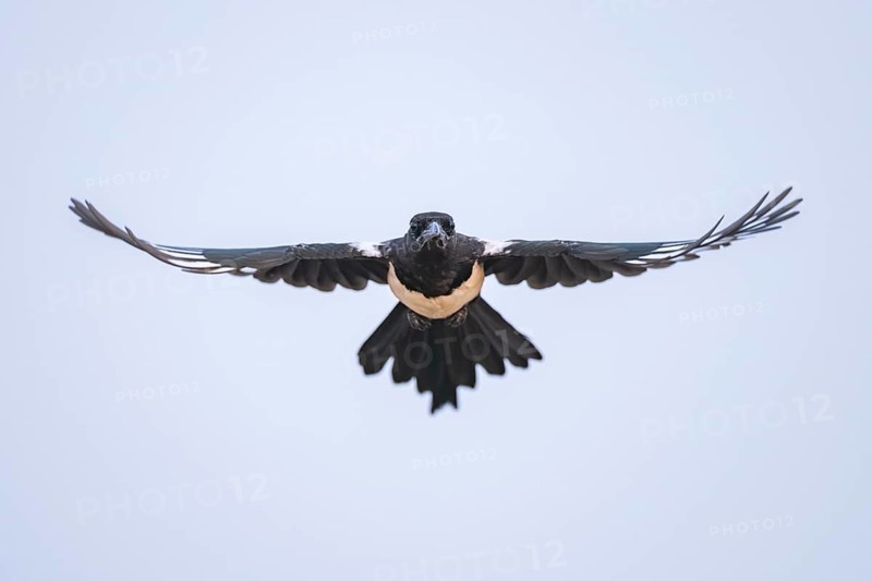 European magpie (Pica pica) flying over a field, Belchite, Aragon, Saragossa, Spain