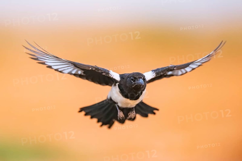 European magpie (Pica pica) flying over a field, Belchite, Aragon, Saragossa, Spain