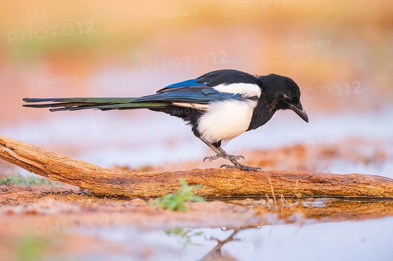 European magpie (Pica pica) on a farmers field at a drinking pool, Belchite, Aragon, Saragossa, Spain