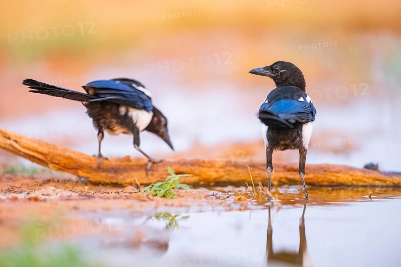 European magpie (Pica pica) on a farmers field at a drinking pool, Belchite, Aragon, Saragossa, Spain