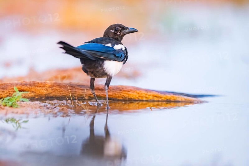 European magpie (Pica pica) on a farmers field at a drinking pool, Belchite, Aragon, Saragossa, Spain