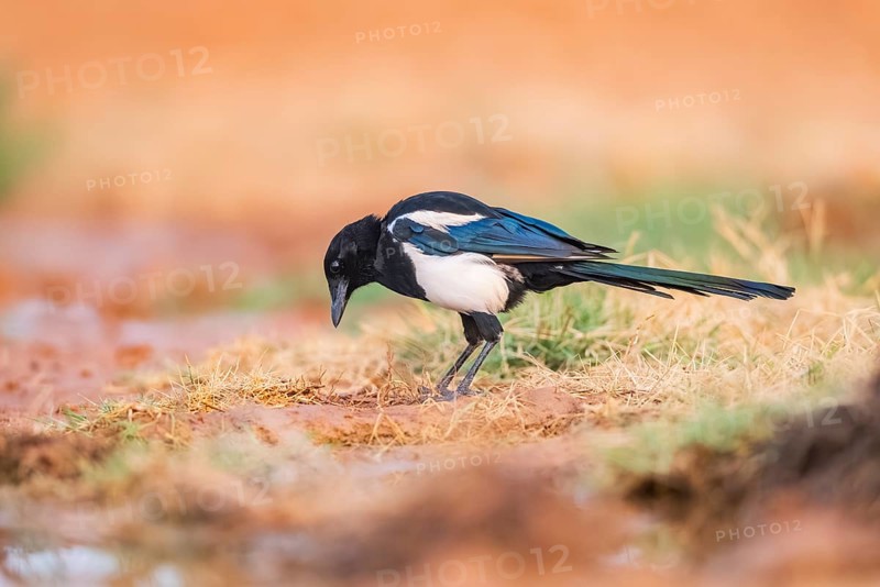 European magpie (Pica pica) on a farmers field, Belchite, Aragon, Saragossa, Spain