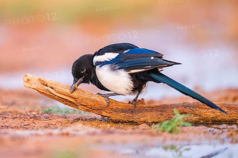 European magpie (Pica pica) on a farmers field, Belchite, Aragon, Saragossa, Spain