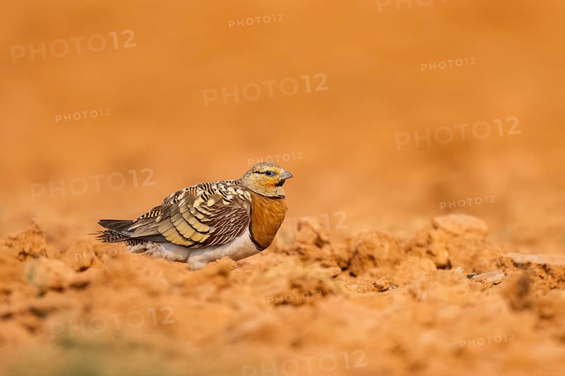 Pin-tailed Sandgrouse (Pterocles alchata) on a farmers field, Belchite, Aragon, Saragossa, Spain