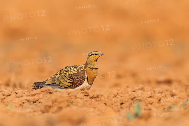 Pin-tailed Sandgrouse (Pterocles alchata) on a farmers field, Belchite, Aragon, Saragossa, Spain