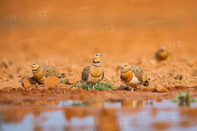 Pin-tailed Sandgrouse (Pterocles alchata) on a farmers field at a water pool, Belchite, Aragon, Saragossa, Spain
