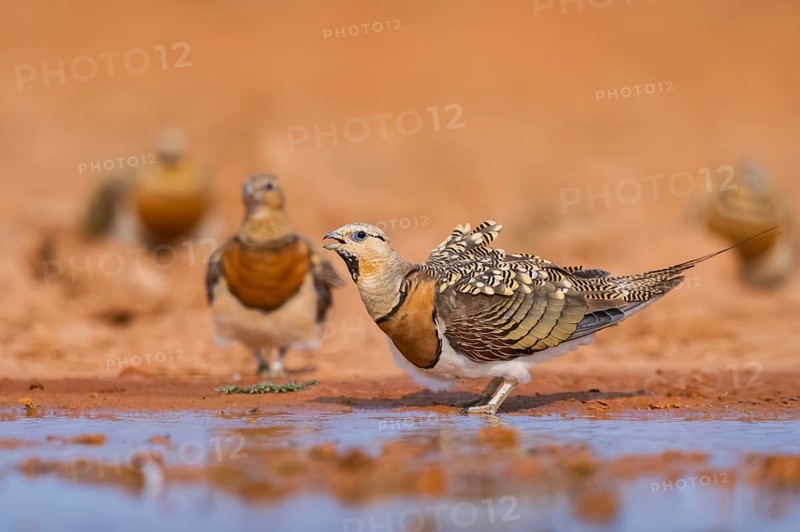 Pin-tailed Sandgrouse (Pterocles alchata) on a farmers field drinking at a water pool, Belchite, Aragon, Saragossa, Spain