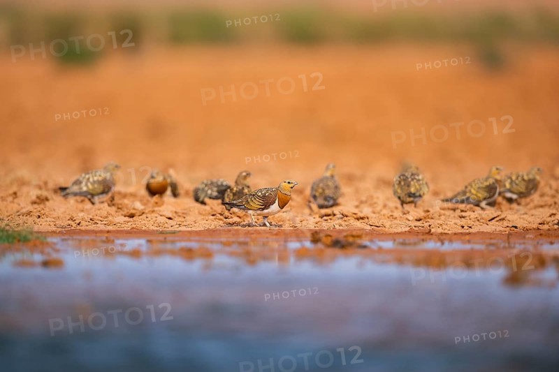 Pin-tailed Sandgrouse (Pterocles alchata) on a farmers field at a water pool, Belchite, Aragon, Saragossa, Spain