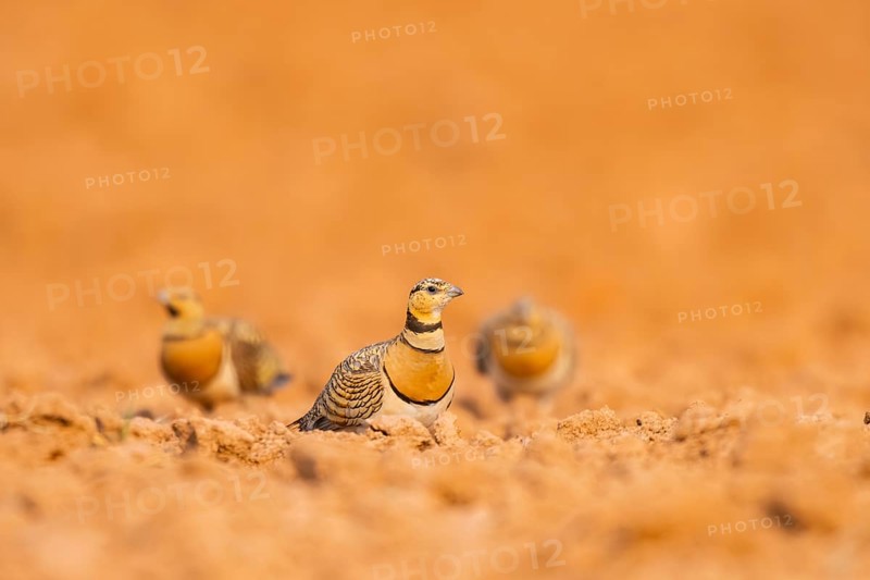 Pin-tailed Sandgrouse (Pterocles alchata) on a farmers field, Belchite, Aragon, Saragossa, Spain
