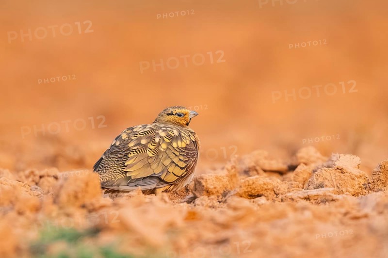 Pin-tailed Sandgrouse (Pterocles alchata) on a farmers field, Belchite, Aragon, Saragossa, Spain