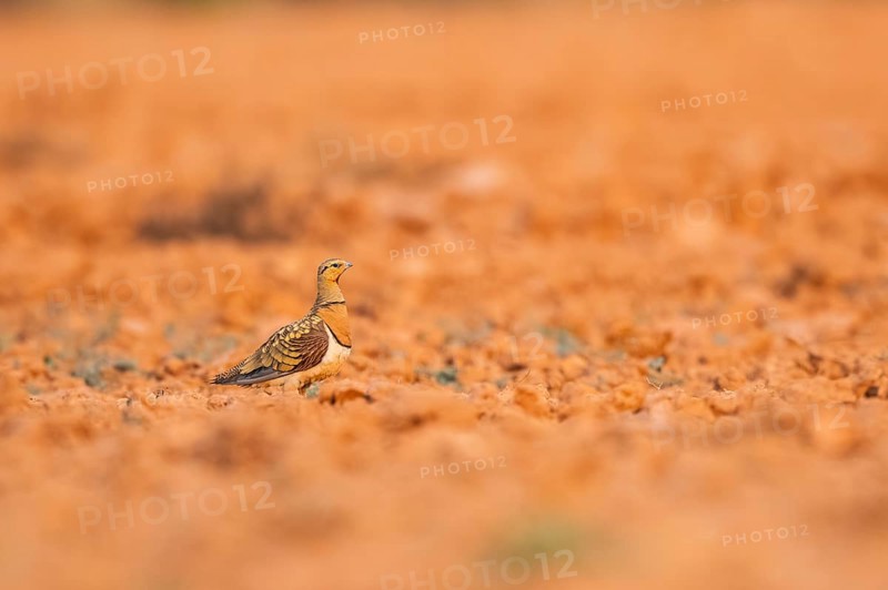Pin-tailed Sandgrouse (Pterocles alchata) on a farmers field, Belchite, Aragon, Saragossa, Spain