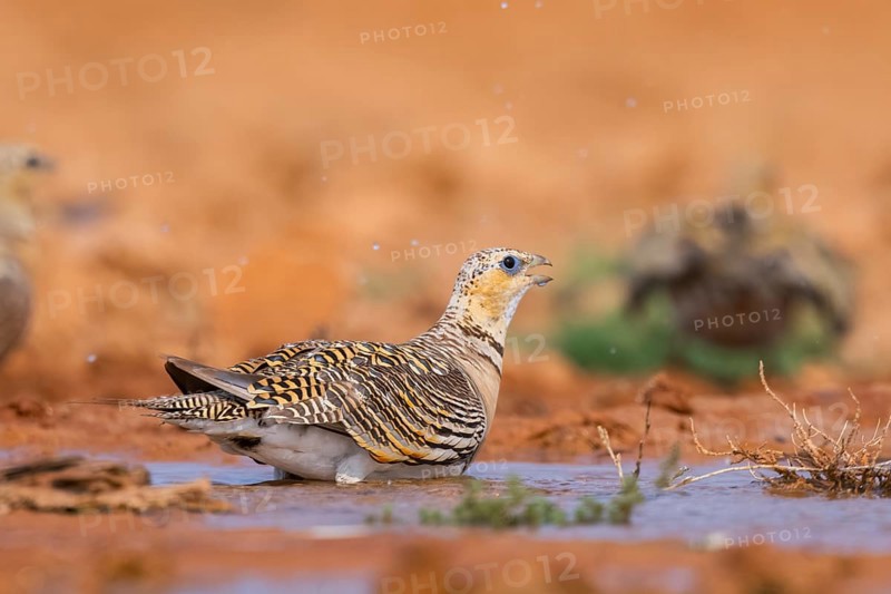 Pin-tailed Sandgrouse (Pterocles alchata) on a farmers field drinking at a water pool, Belchite, Aragon, Saragossa, Spain
