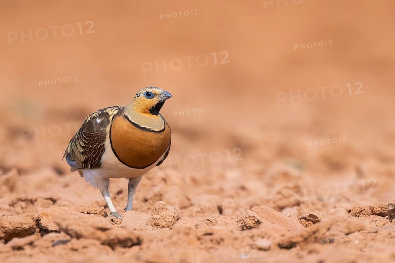 Pin-tailed Sandgrouse (Pterocles alchata) on a farmers field, Belchite, Aragon, Saragossa, Spain