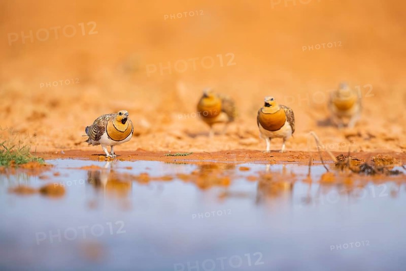 Pin-tailed Sandgrouse (Pterocles alchata) on a farmers field at a water pool, Belchite, Aragon, Saragossa, Spain