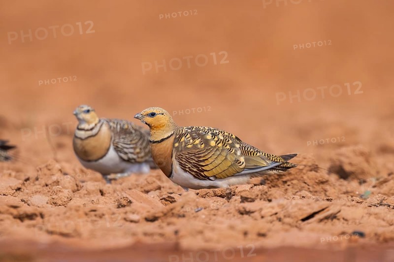 Pin-tailed Sandgrouse (Pterocles alchata) on a farmers field, Belchite, Aragon, Saragossa, Spain