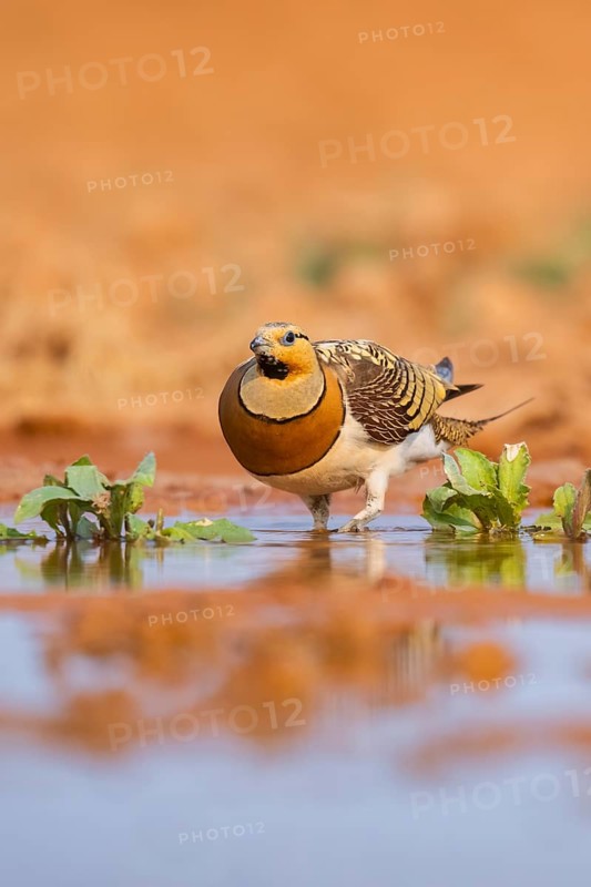 Pin-tailed Sandgrouse (Pterocles alchata) on a farmers field at a water pool, Belchite, Aragon, Saragossa, Spain