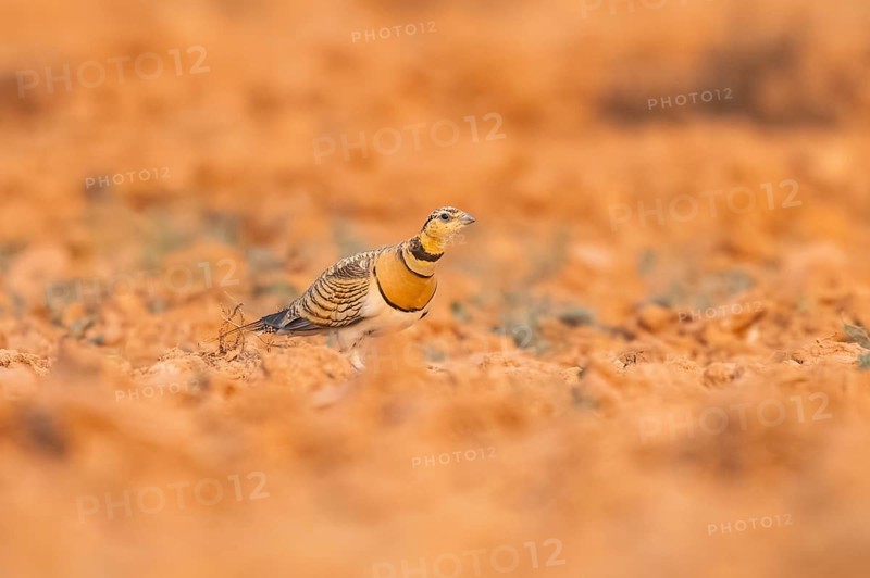 Pin-tailed Sandgrouse (Pterocles alchata) on a farmers field, Belchite, Aragon, Saragossa, Spain