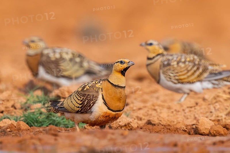 Pin-tailed Sandgrouse (Pterocles alchata) on a farmers field at a water pool, Belchite, Aragon, Saragossa, Spain
