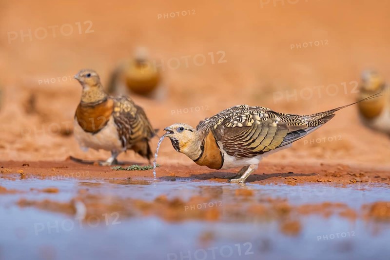 Pin-tailed Sandgrouse (Pterocles alchata) on a farmers field drinking at a water pool, Belchite, Aragon, Saragossa, Spain