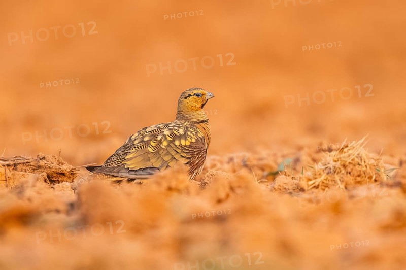 Pin-tailed Sandgrouse (Pterocles alchata) on a farmers field, Belchite, Aragon, Saragossa, Spain
