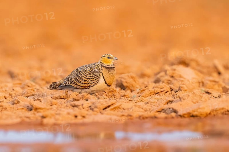 Pin-tailed Sandgrouse (Pterocles alchata) on a farmers field at a water pool, Belchite, Aragon, Saragossa, Spain