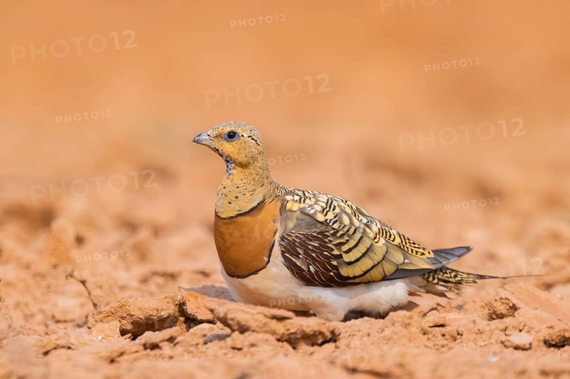 Pin-tailed Sandgrouse (Pterocles alchata) on a farmers field, Belchite, Aragon, Saragossa, Spain