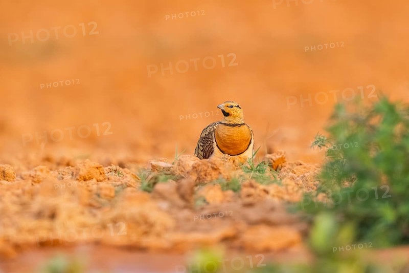 Pin-tailed Sandgrouse (Pterocles alchata) on a farmers field, Belchite, Aragon, Saragossa, Spain