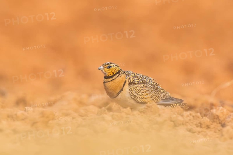 Pin-tailed Sandgrouse (Pterocles alchata) on a farmers field, Belchite, Aragon, Saragossa, Spain