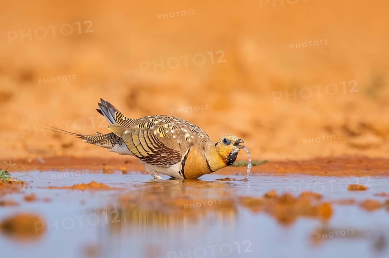 Pin-tailed Sandgrouse (Pterocles alchata) on a farmers field drinking at a water pool, Belchite, Aragon, Saragossa, Spain