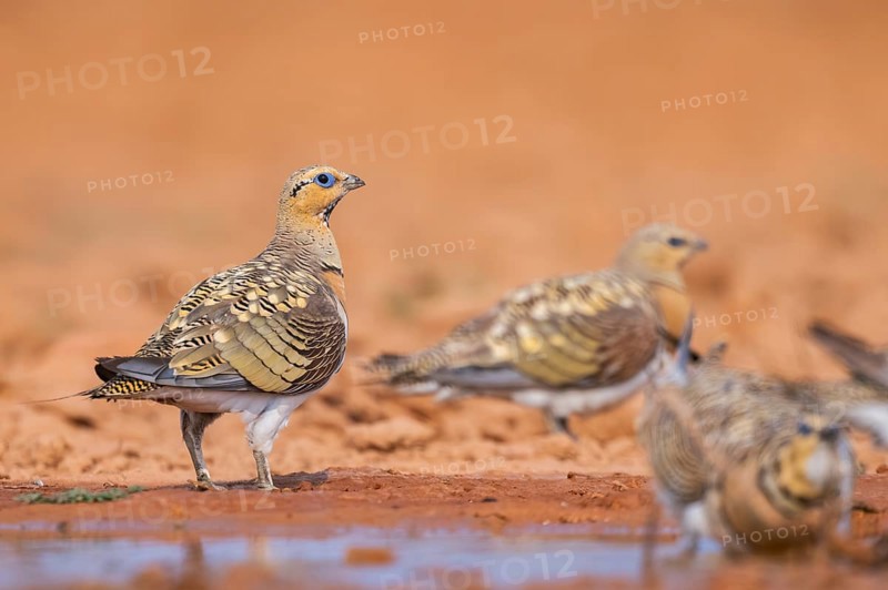 Pin-tailed Sandgrouse (Pterocles alchata) on a farmers field at a water pool, Belchite, Aragon, Saragossa, Spain