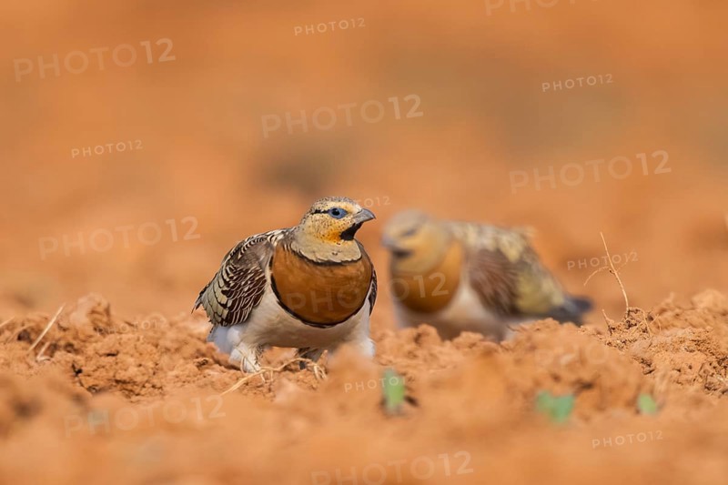 Pin-tailed Sandgrouse (Pterocles alchata) on a farmers field, Belchite, Aragon, Saragossa, Spain