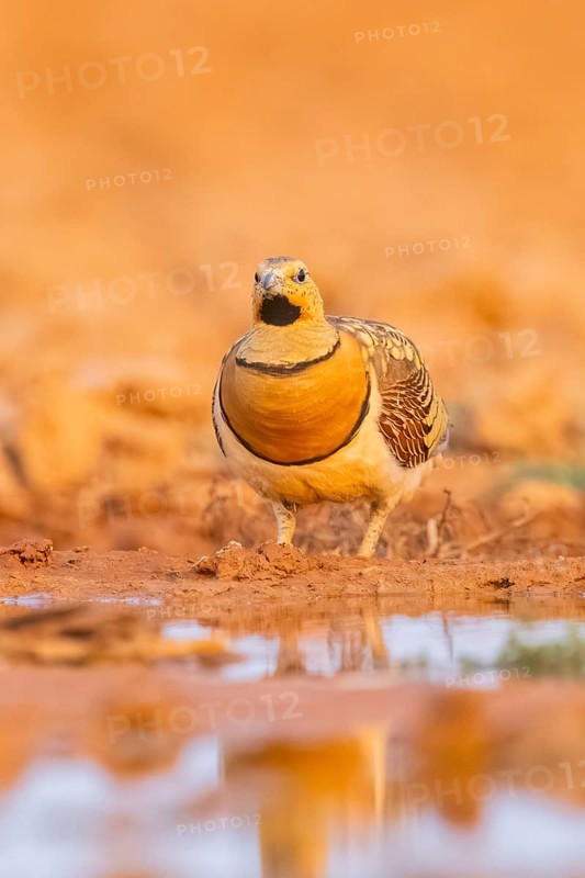 Pin-tailed Sandgrouse (Pterocles alchata) on a farmers field at a water pool, Belchite, Aragon, Saragossa, Spain