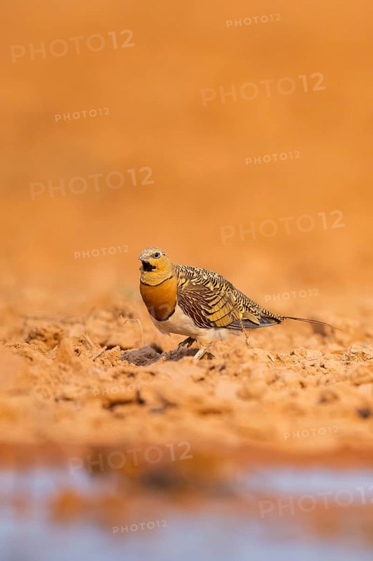 Pin-tailed Sandgrouse (Pterocles alchata) on a farmers field at a water pool, Belchite, Aragon, Saragossa, Spain