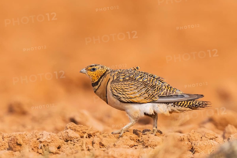 Pin-tailed Sandgrouse (Pterocles alchata) on a farmers field, Belchite, Aragon, Saragossa, Spain