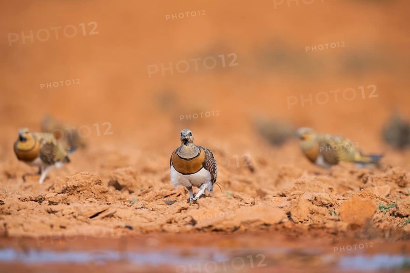 Pin-tailed Sandgrouse (Pterocles alchata) on a farmers field at a water pool, Belchite, Aragon, Saragossa, Spain