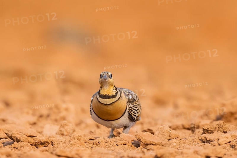 Pin-tailed Sandgrouse (Pterocles alchata) on a farmers field, Belchite, Aragon, Saragossa, Spain