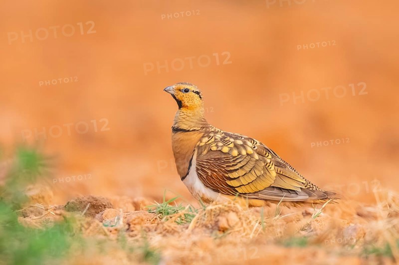 Pin-tailed Sandgrouse (Pterocles alchata) on a farmers field, Belchite, Aragon, Saragossa, Spain