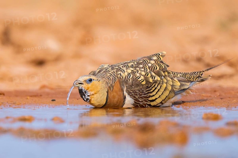 Pin-tailed Sandgrouse (Pterocles alchata) on a farmers field drinking at a water pool, Belchite, Aragon, Saragossa, Spain