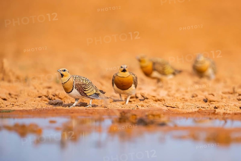 Pin-tailed Sandgrouse (Pterocles alchata) on a farmers field at a water pool, Belchite, Aragon, Saragossa, Spain