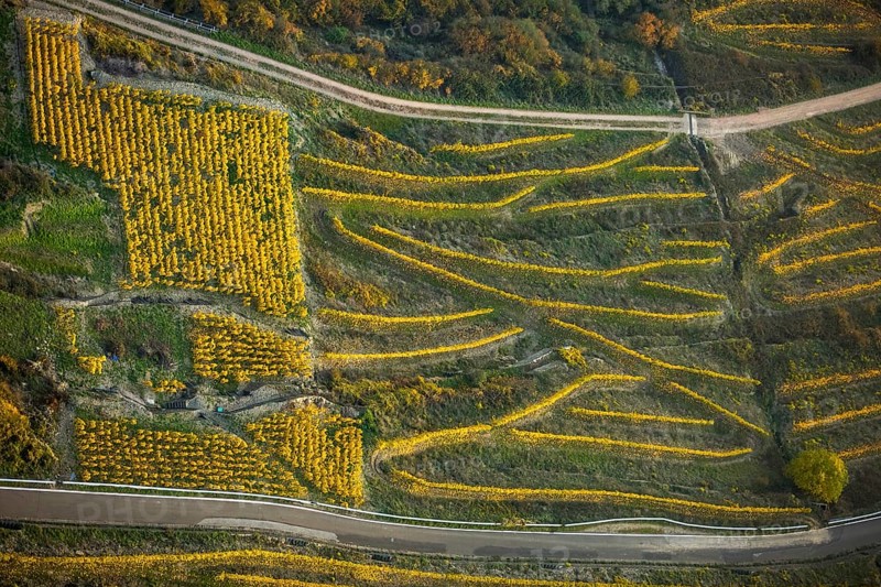 Serpentine roads in the vineyards of Oberwesel near Loreley, Rhine valley, Rhine wine, colourful vine leaves, Golden October, Oberwesel, Rhine-Hunsrück district, Rhineland-Palatinate, Germany, Europe, aerial view, birds-eyes view, aerial photography, aerial photography, overview, bird's eye view