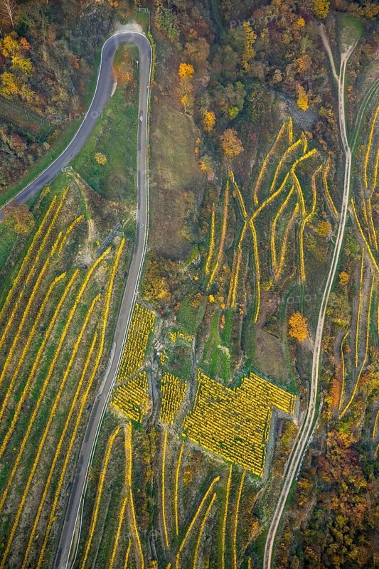 Serpentine roads in the vineyards of Oberwesel near Loreley, Rhine valley, Rhine wine, colourful vine leaves, Golden October, Oberwesel, Rhine-Hunsrück district, Rhineland-Palatinate, Germany, Europe, aerial view, birds-eyes view, aerial photography, aerial photography, overview, bird's eye view