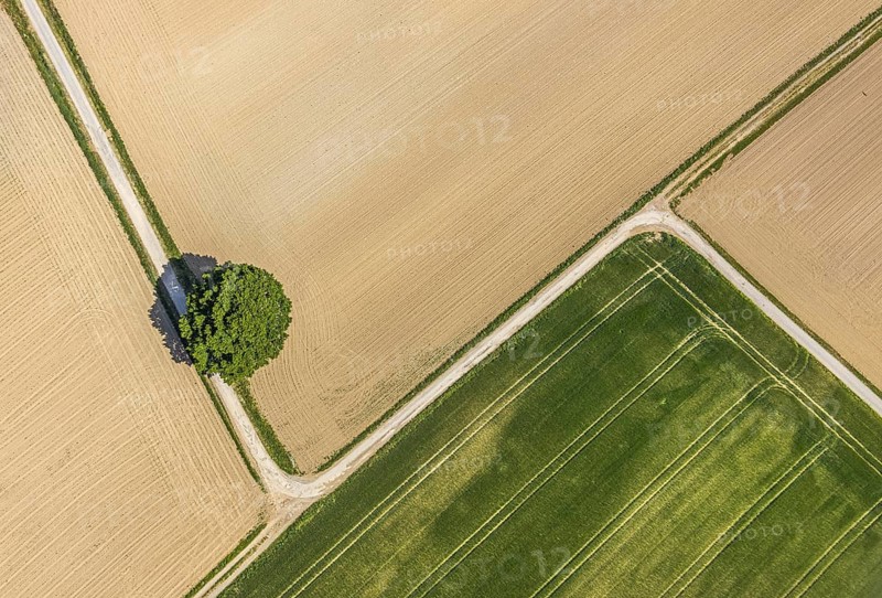 Aerial view of agricultural landscape with a tree at the intersection of two field paths, fields and meadows, agriculture, field path, tree with shadow, graphic structure, wayside crosses, Hamm, North Rhine-Westphalia, Germany